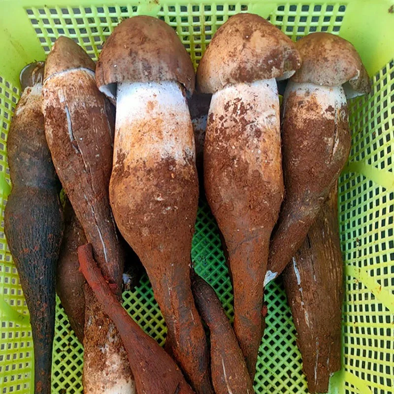 2025新鲜野生精品大鸡枞500克