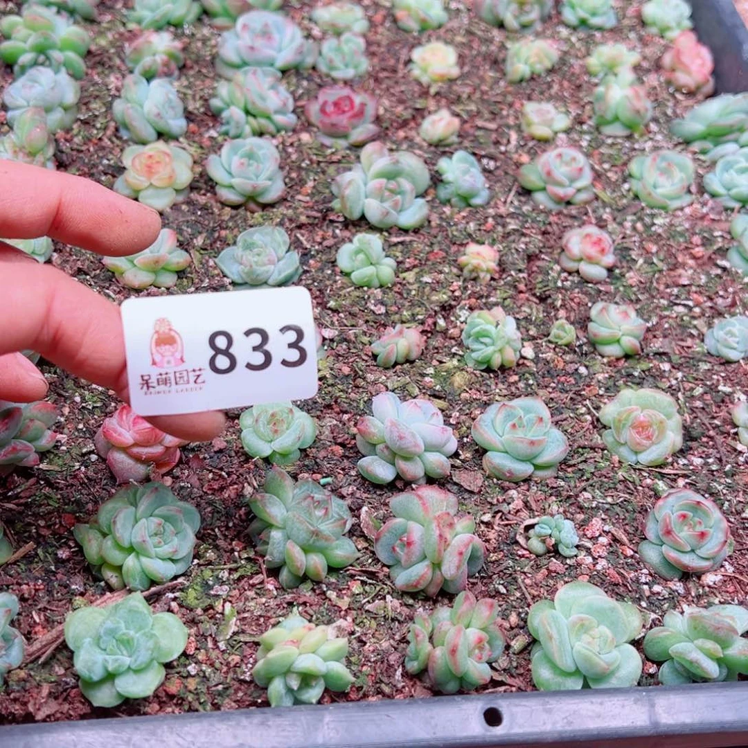 :***）多肉植物多肉植物