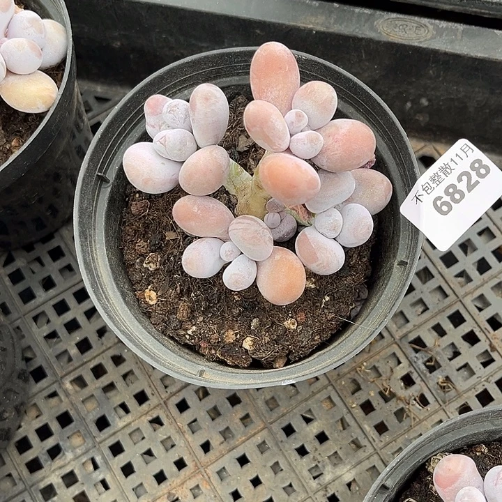 阿雅园艺。      6828奶酪