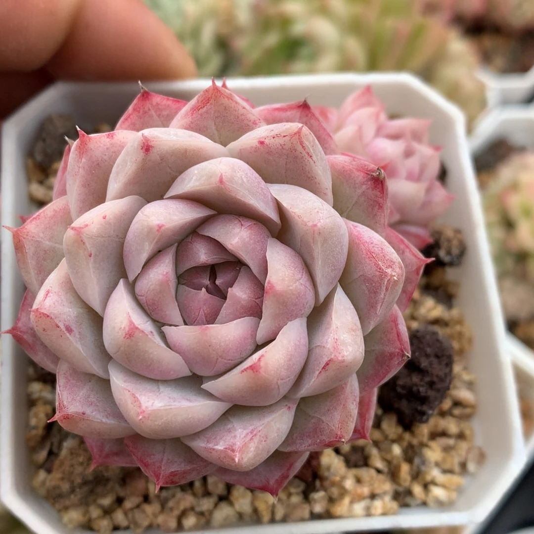 0126-12 女王优选