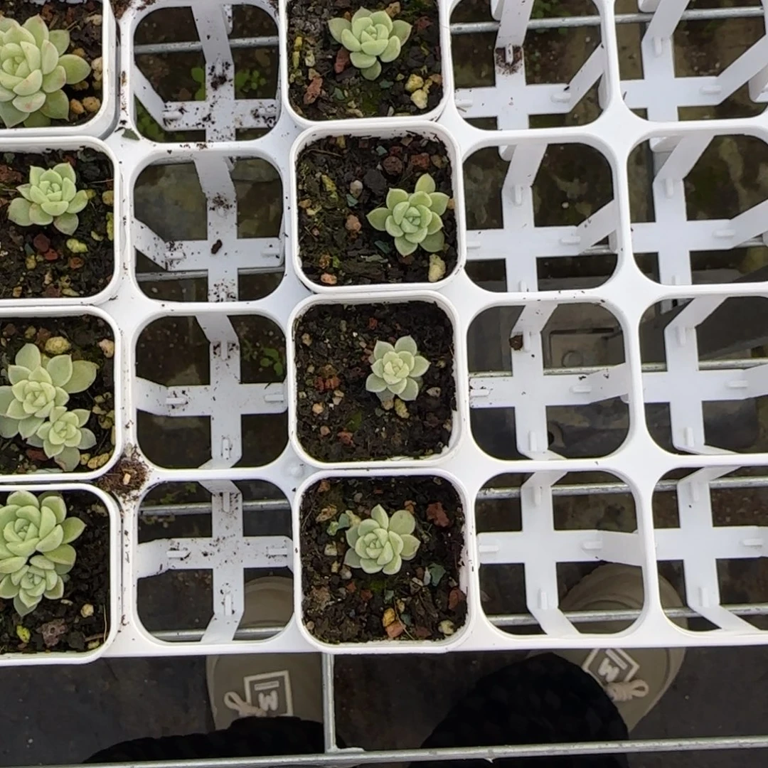 预尘财富3盆1个满25包邮