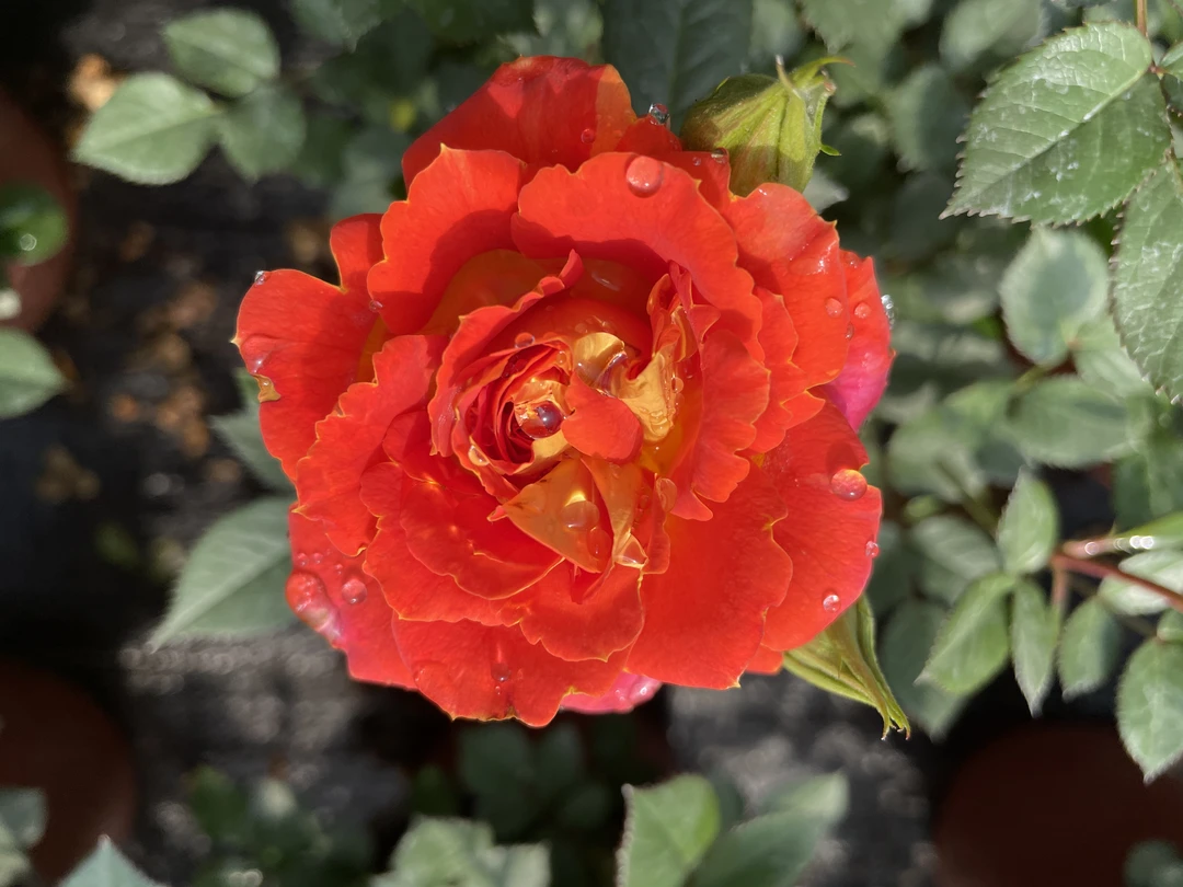 双鱼座二乔月季盆栽四季开花