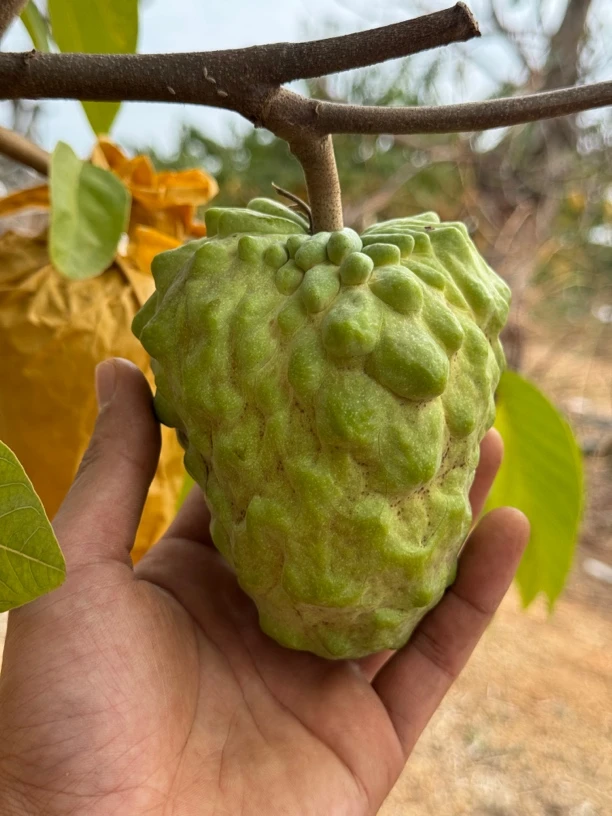 【顺丰包邮】台湾凤梨释迦果精品小果不甜包退果园直发牛奶大目释迦