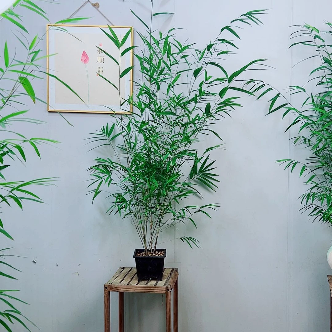 不开花植物内门竹