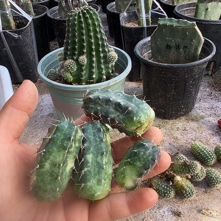 云***朵宇宙殿锦侧芽4个包邮