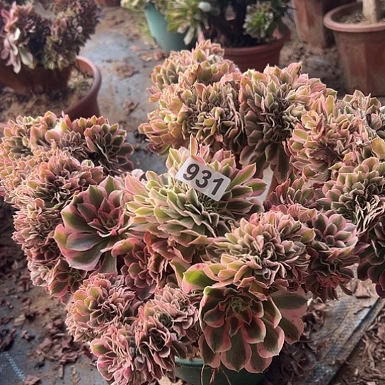 @***@多肉植物一个微瑕931