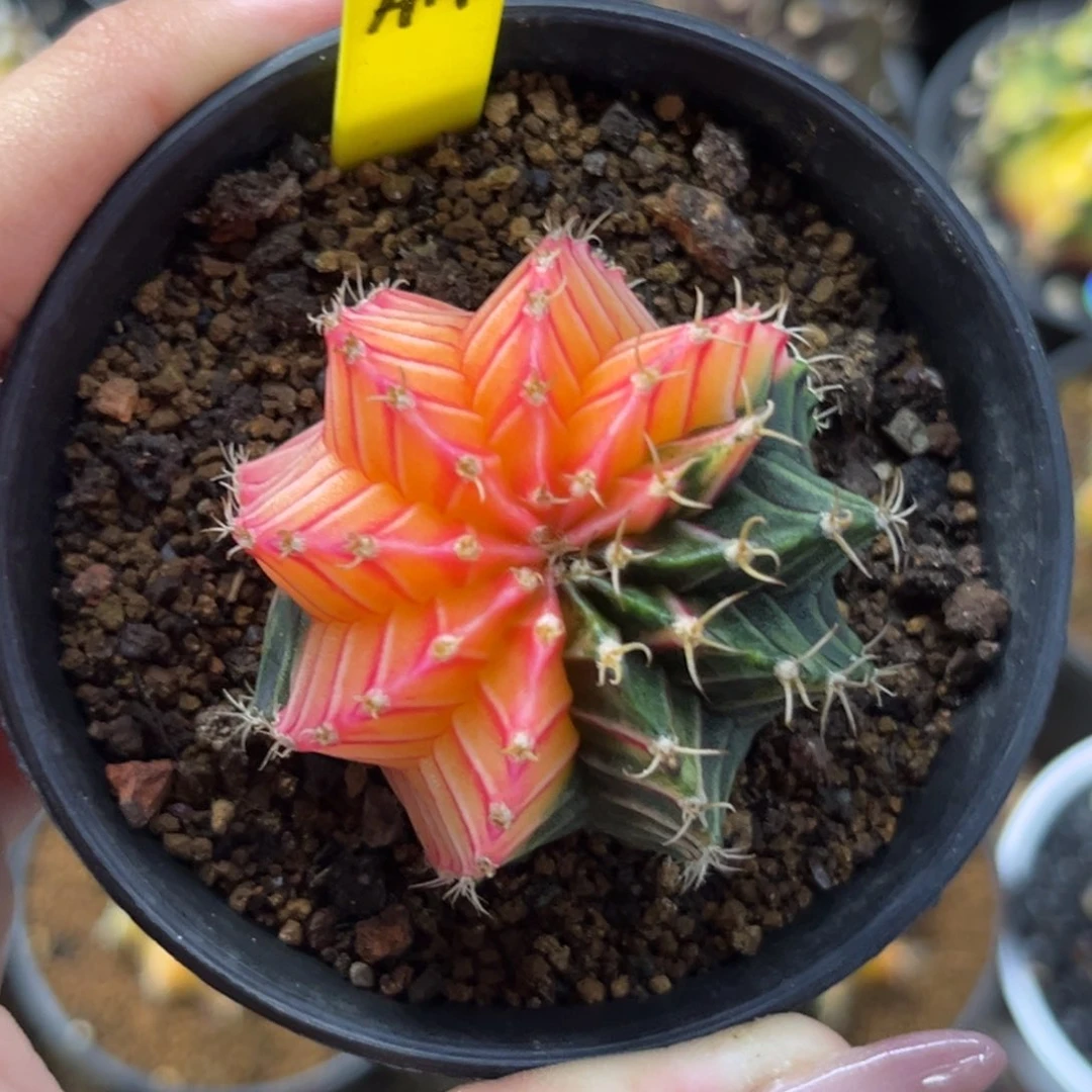 A14 带盆土发货 福利