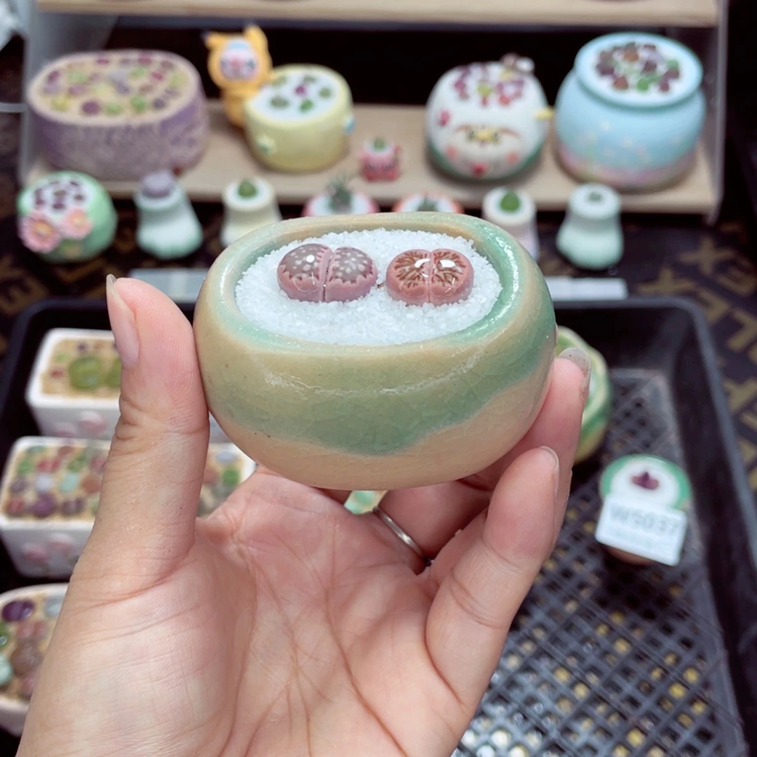 w5043 带盆土发货一物一拍