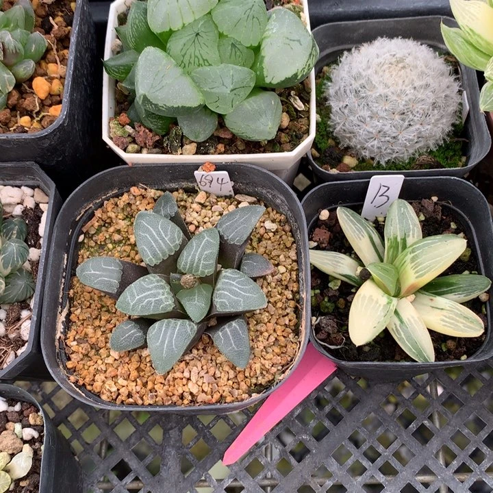 玉露锦带盆土发货