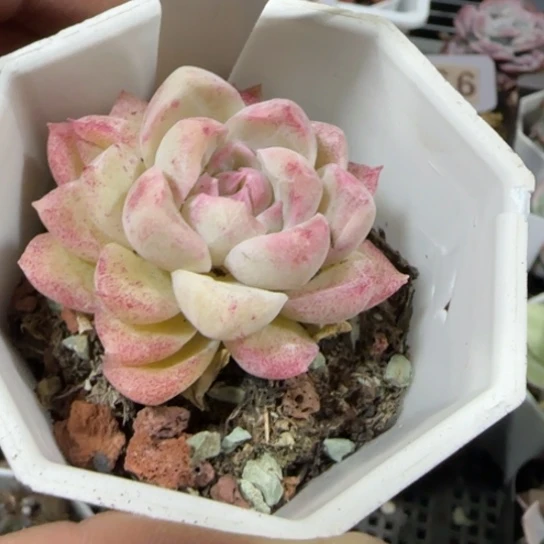 52园丁一物一拍多肉