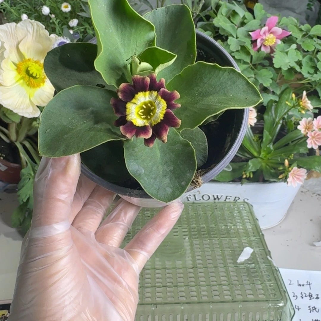 一物一拍  耳叶报春A612