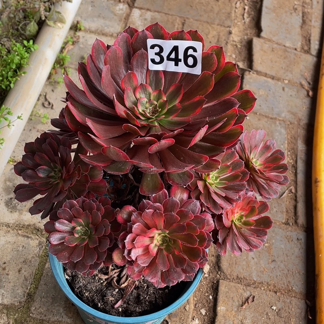 多肉法师346号十里红妆发货不包损