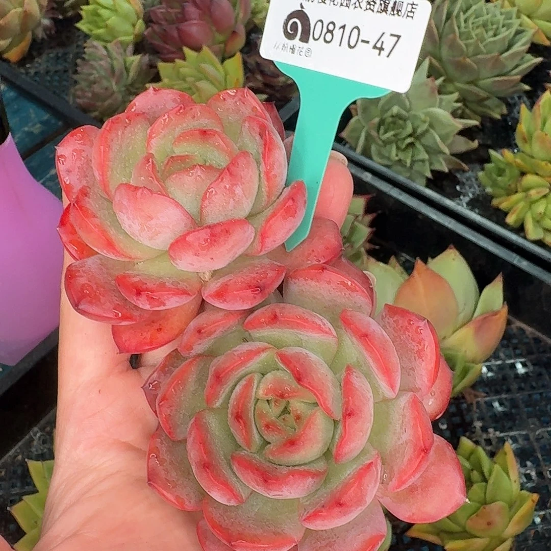 从前慢多肉编号0810-47