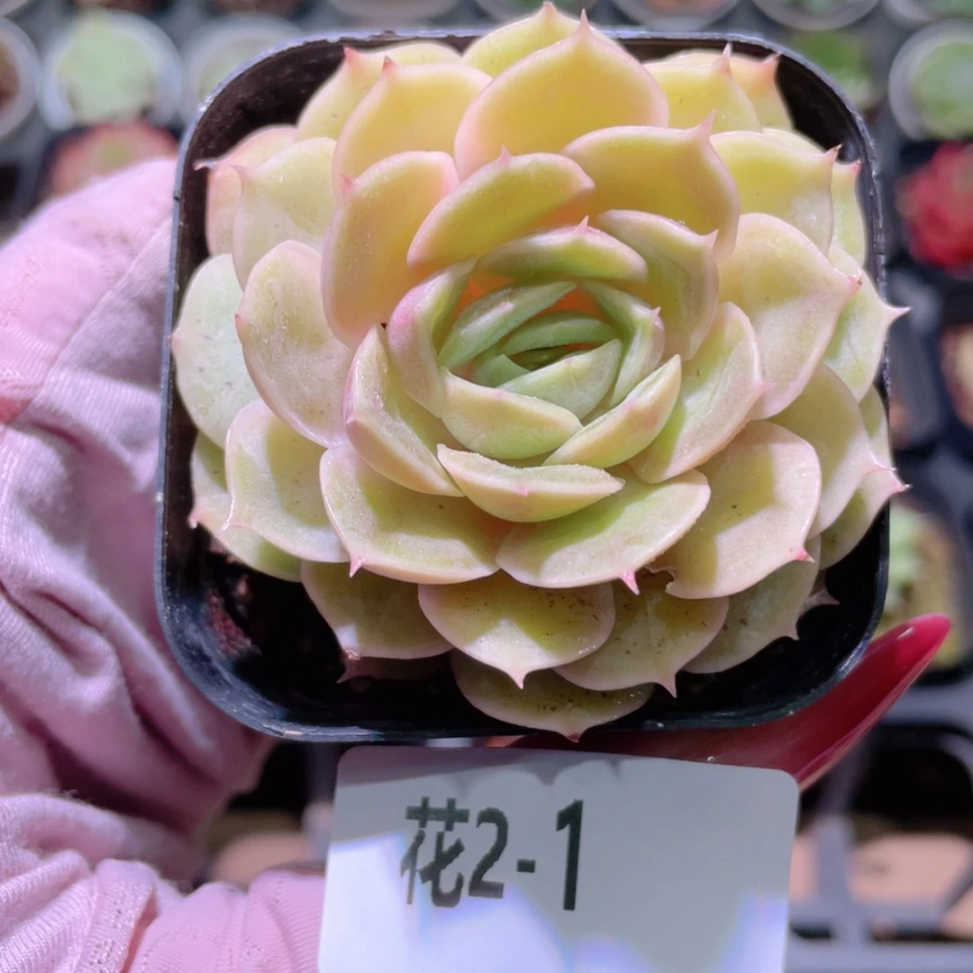 花利美2-1昂斯诺单头