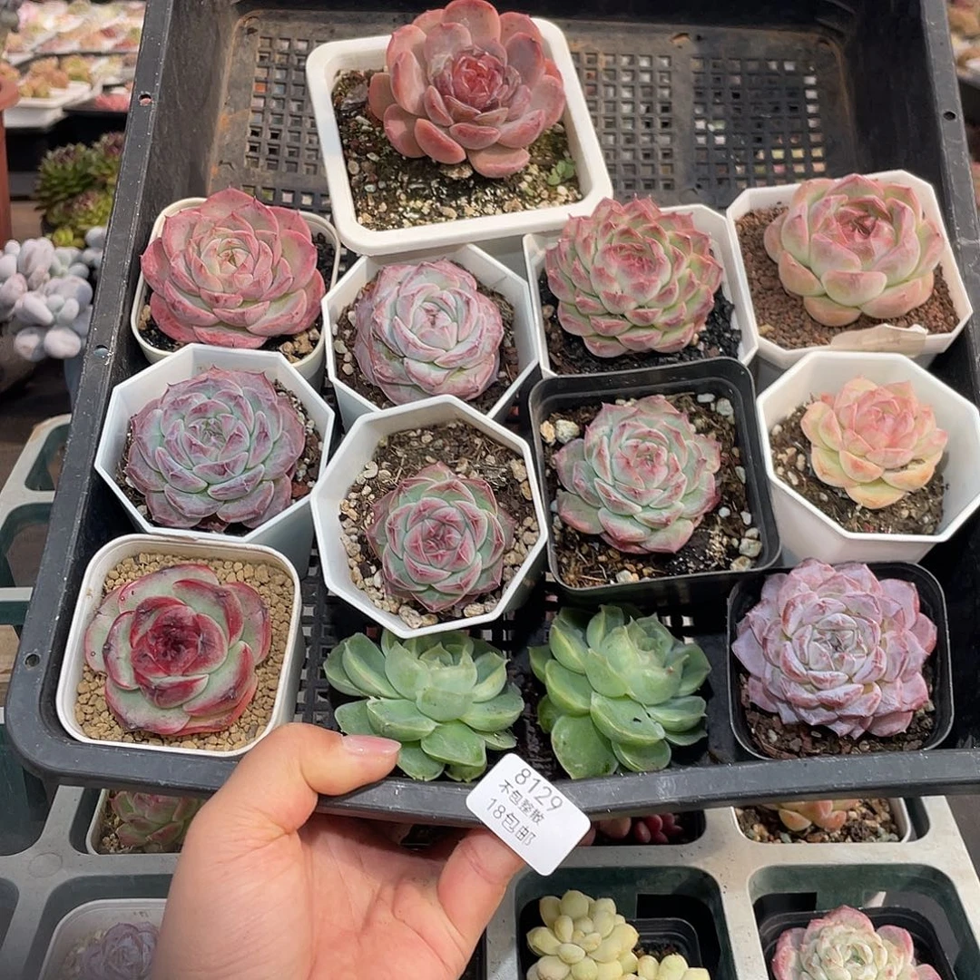 初***ぃ8129。  13 棵花。