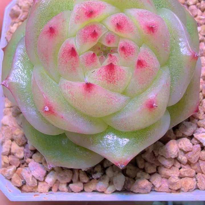 我***去玉玲珑多肉植物特
