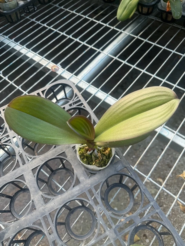 蝴蝶兰花苗2.5寸紫色系红玛瑙1颗