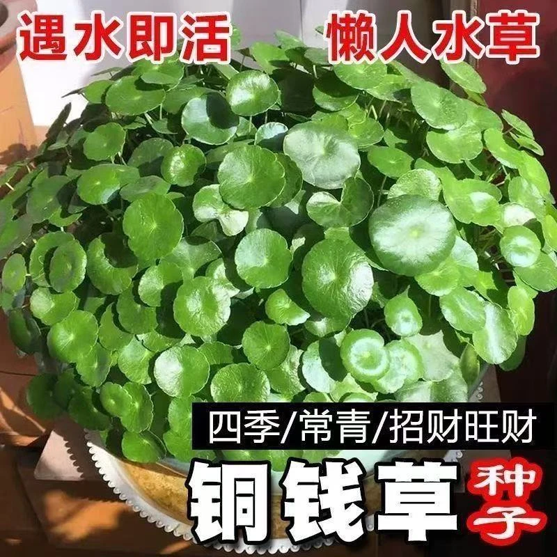 铜钱草种子水培室内适宜心形草小盆栽四季金钱草种子绿植马蹄金