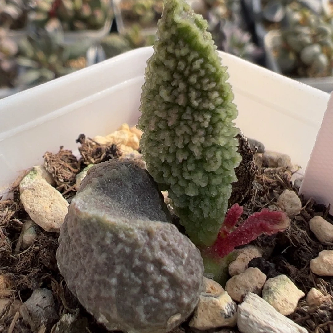 实生大苗多肉植物22