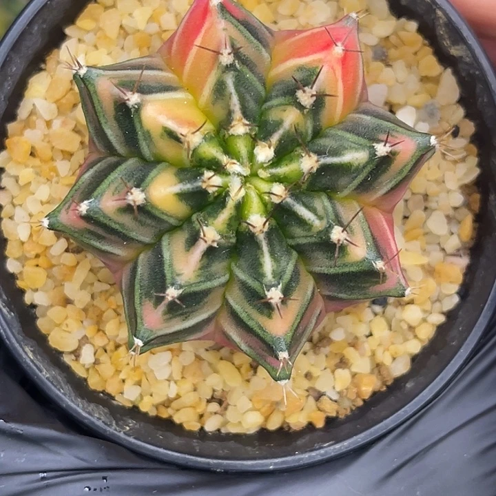 大豪臀 一物一拍。