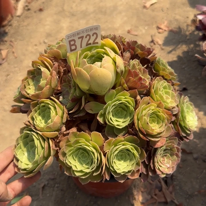 圣罗兰……多肉植物……