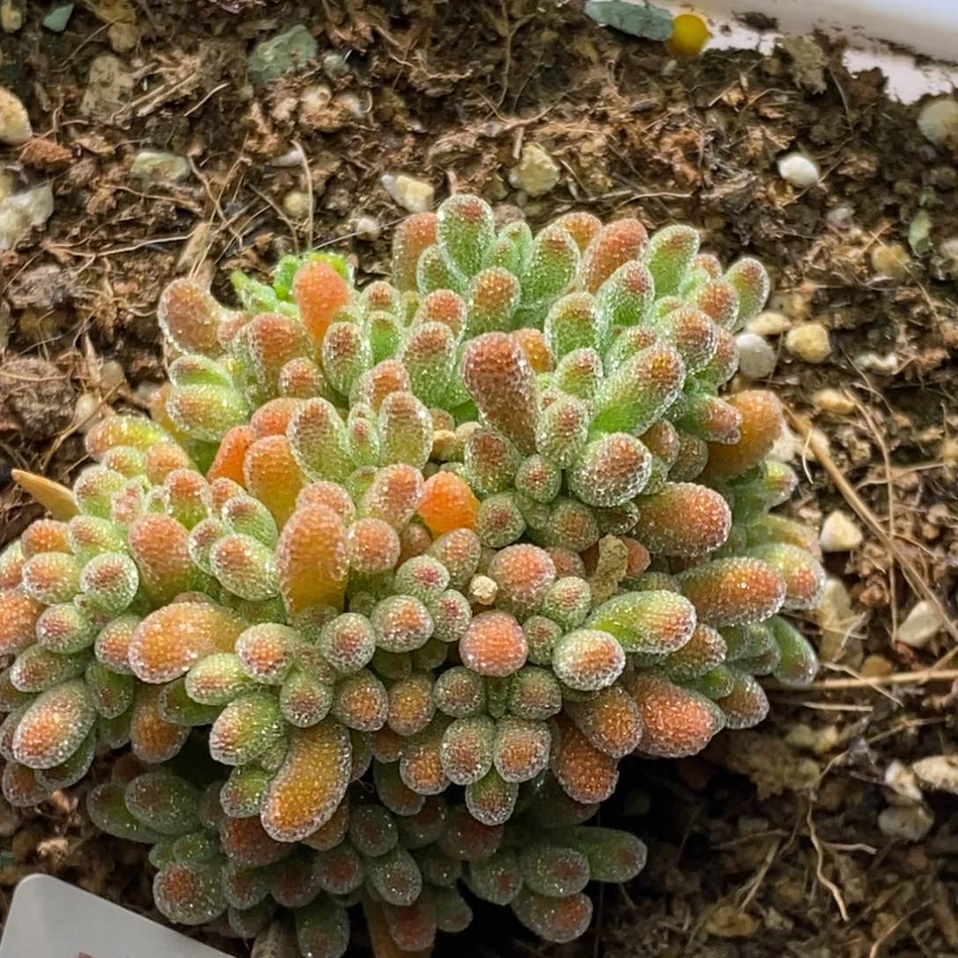 冰晶杂枝干番杏A306