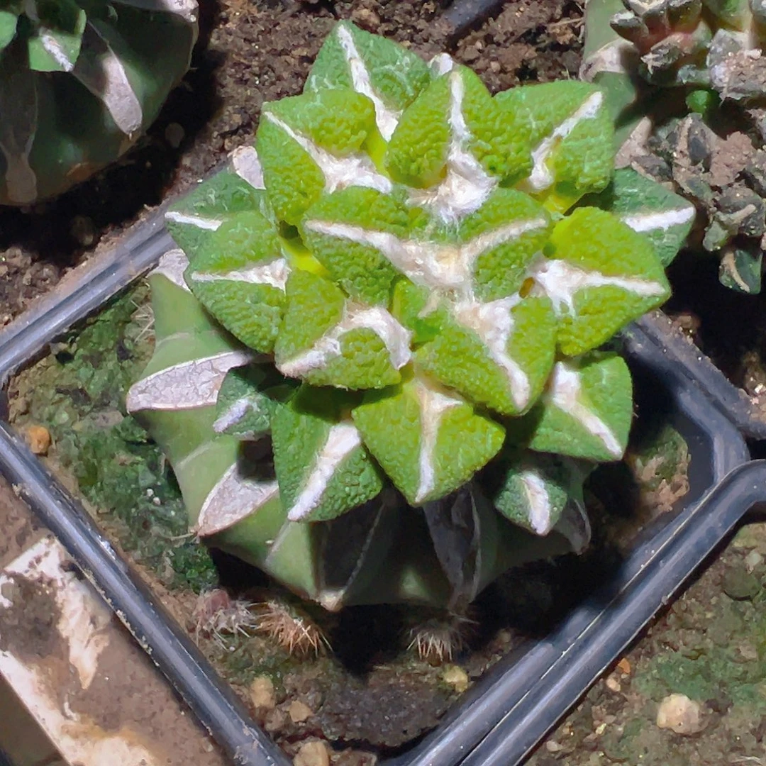 老***刘大尤黑牡丹草球苗接