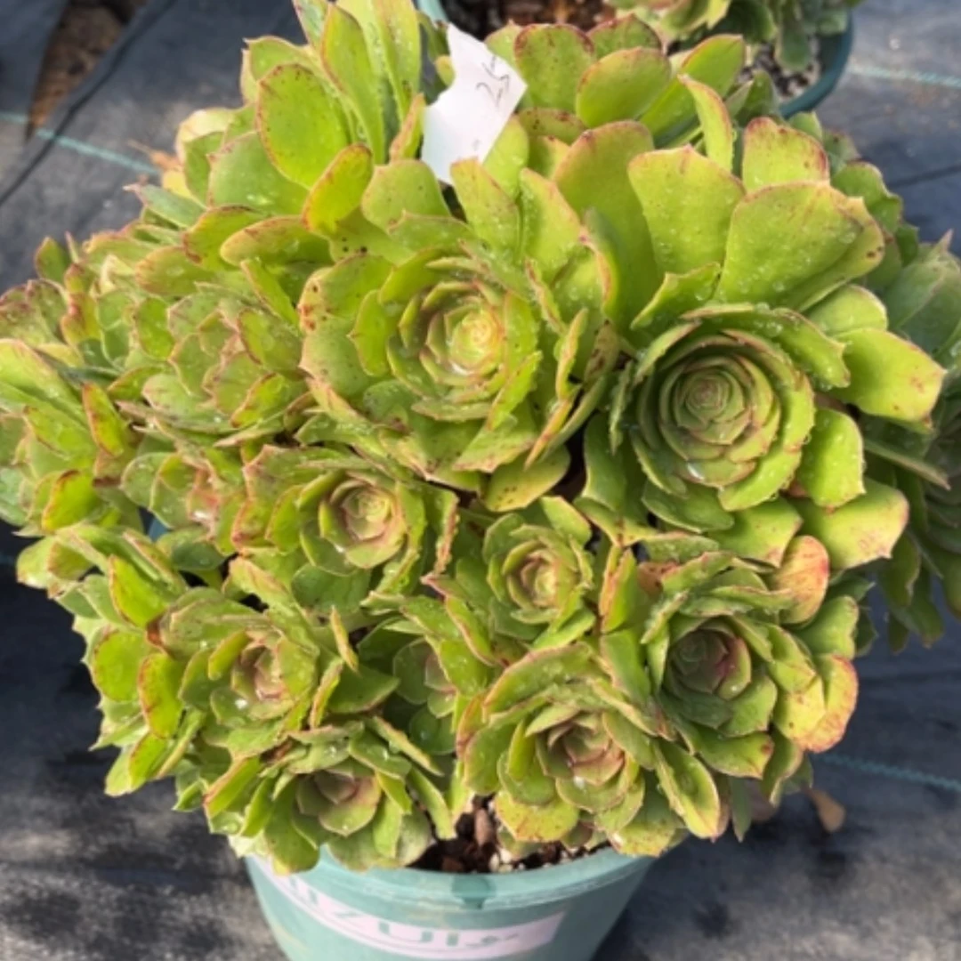 【闪购商品】25莎啦碗多肉法师