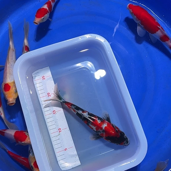 海水锦鲤的尾巴和翅膀