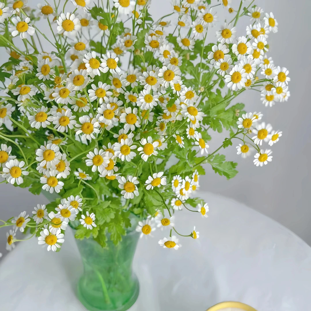 洋甘菊1大扎【全店任意满两件发顺丰京东】云南直发家用鲜花