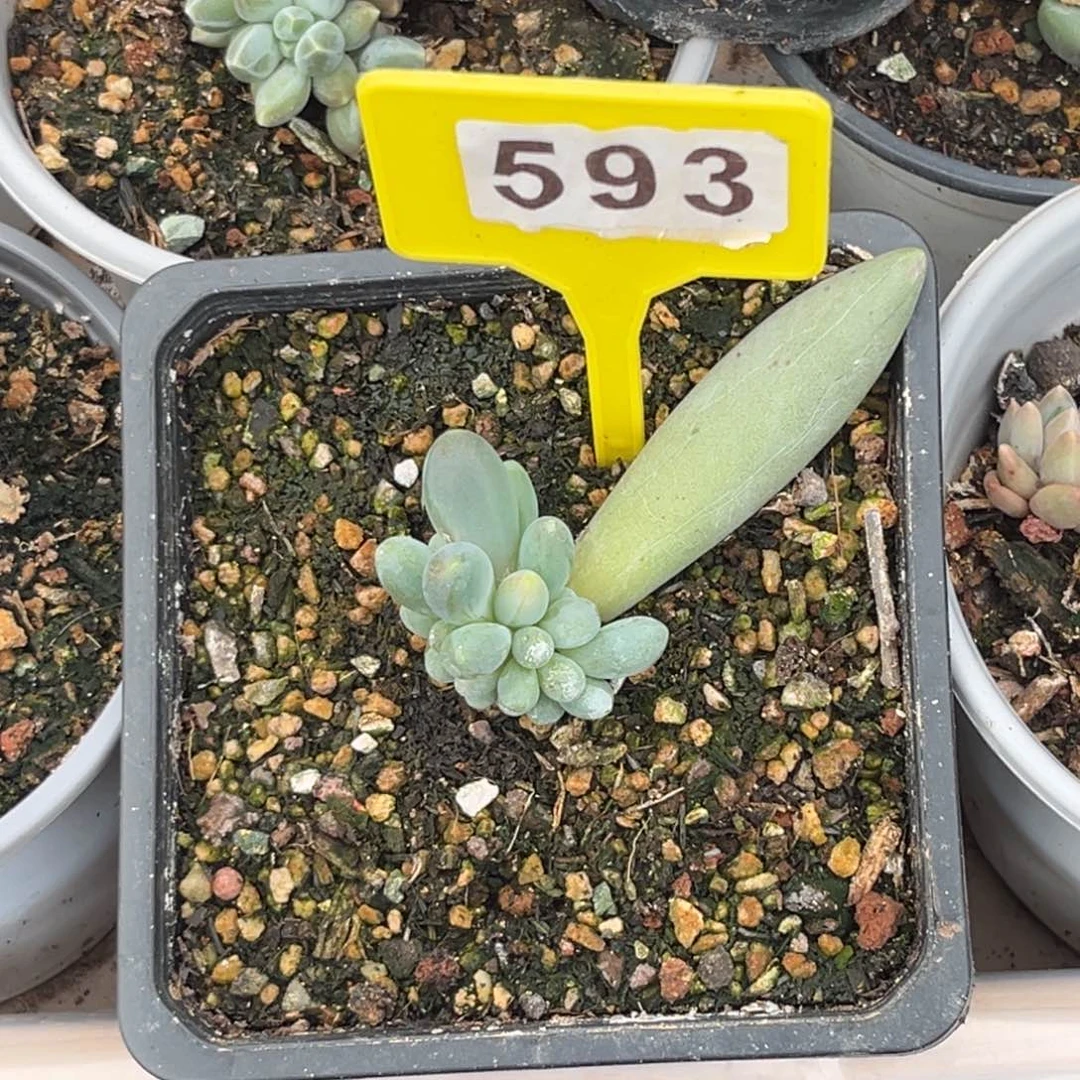 ?****?多肉植物烟花群593