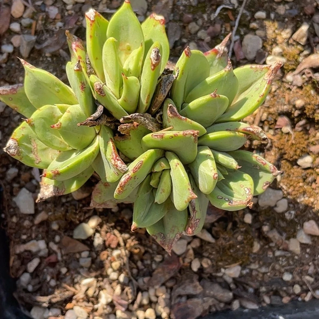 【闪购商品】绿体帕翠莎