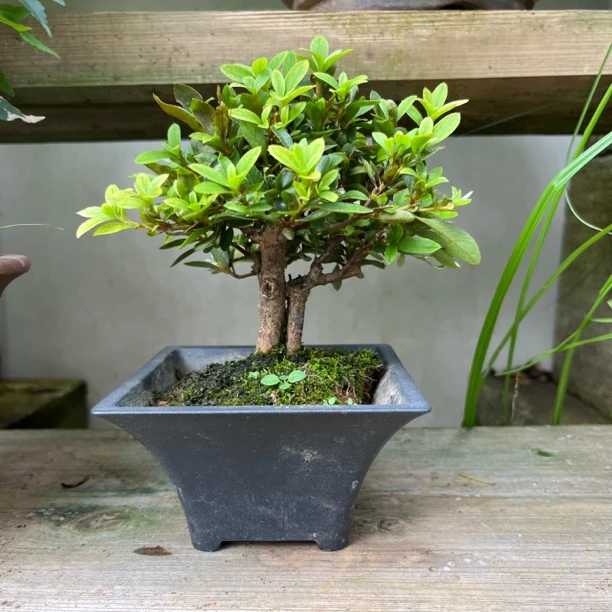 盆景绿植0-290（直播间一物一拍）