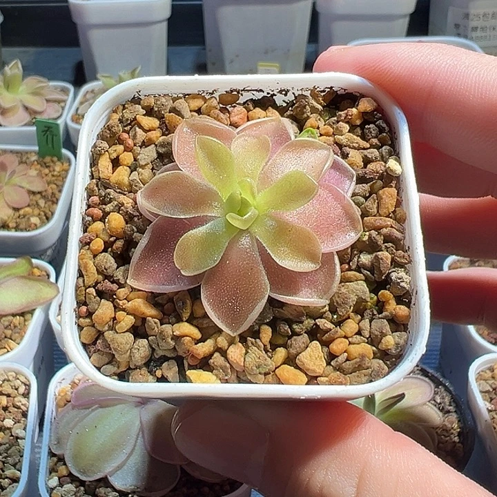 无花朵捕虫堇脱土发绯红骑士5253