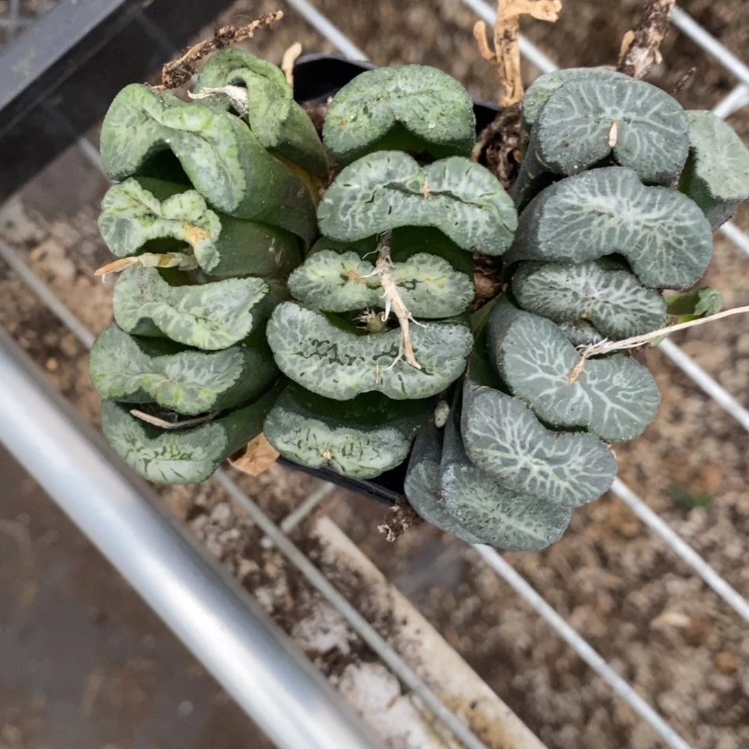 晓***艳1827 三颗玉扇 福利