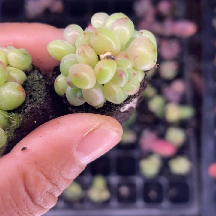 绿豆奶群随机发满18包邮