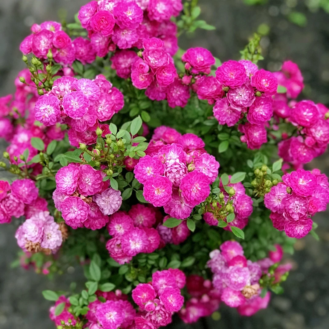 紫红微月根接微型月季花卉庭院盆栽绿植花园植物带花苞好养活丰花