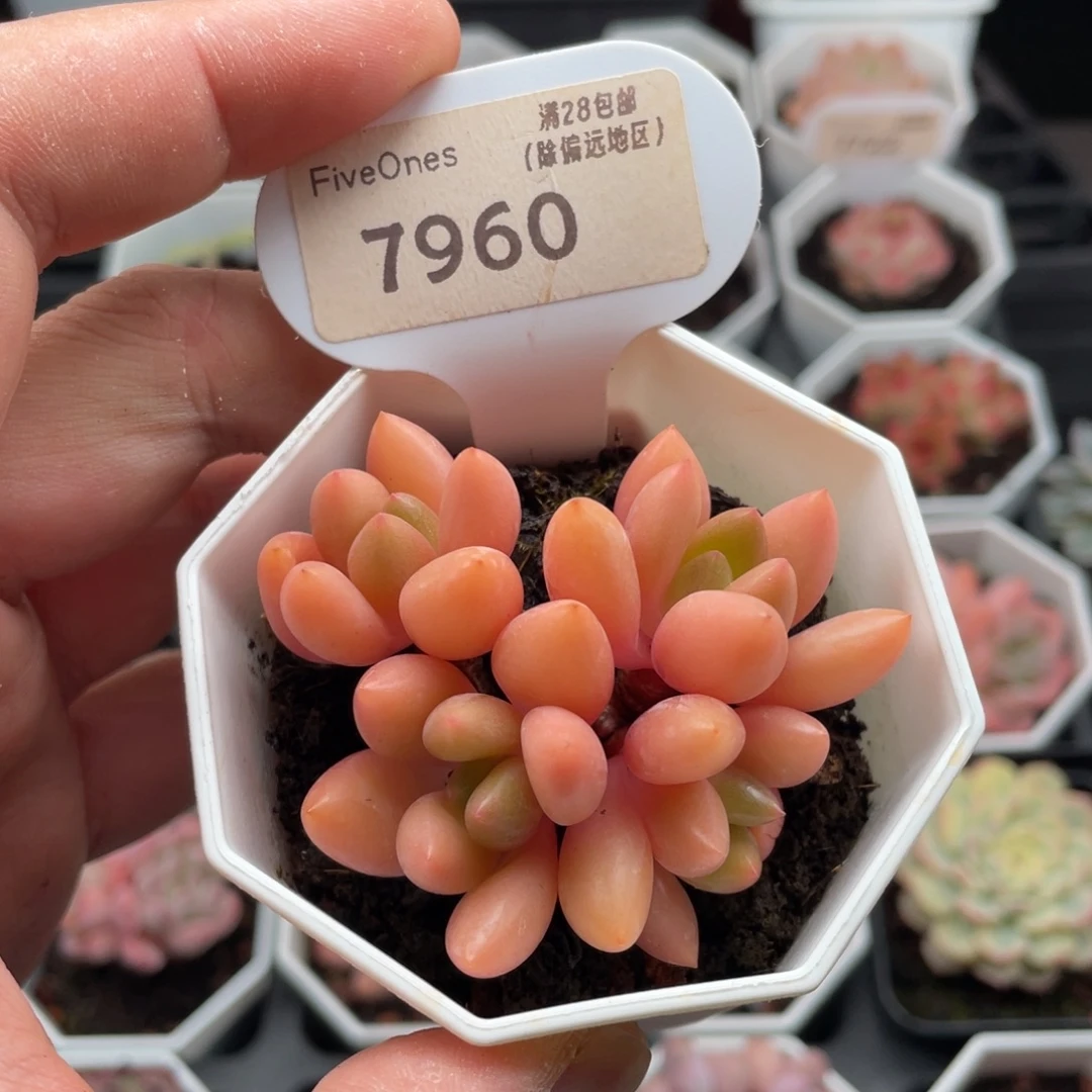 桃花源7960-6厘米