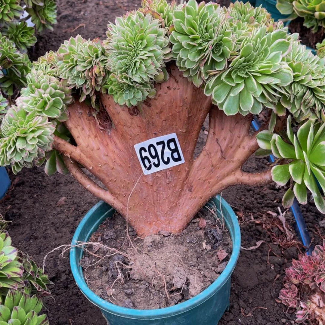 海王法师16////42包邮