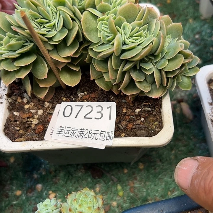 幸运儿的一个小秘密