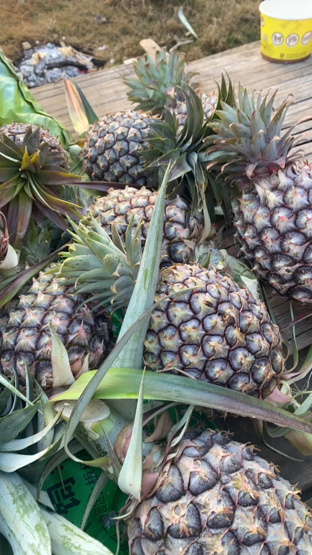 菠萝云南大集现收山货