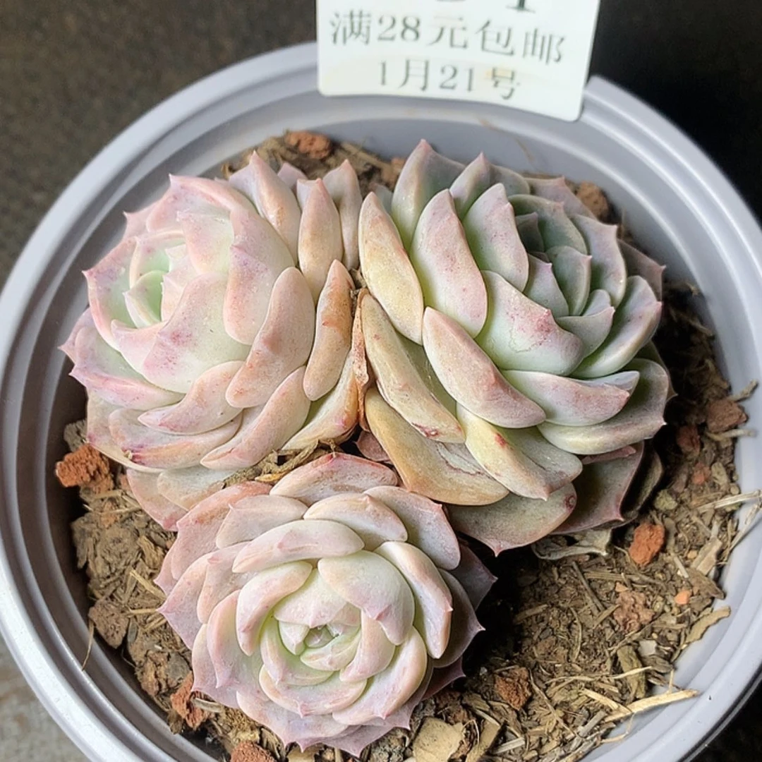 【闪购商品】?****?云394