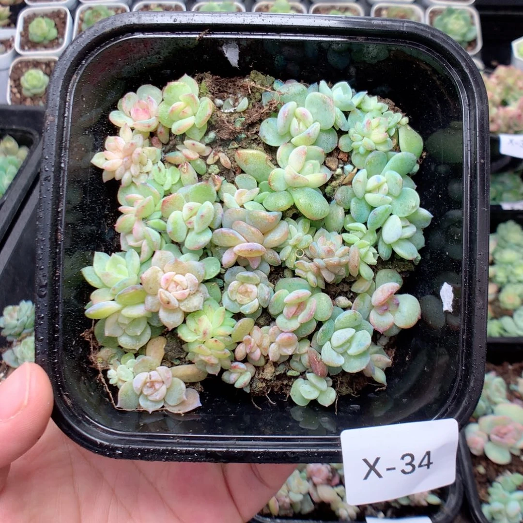 无花朵X34英语英语