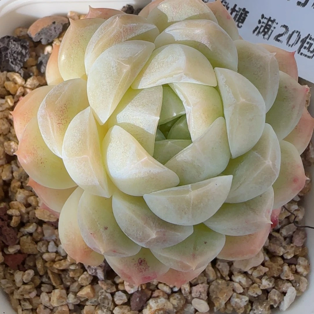 花语逸境0131-119