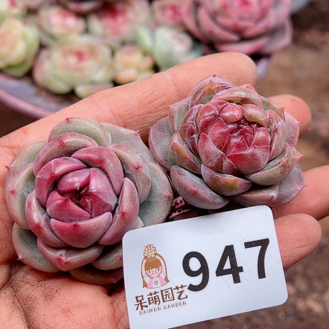 多肉植物多肉植物