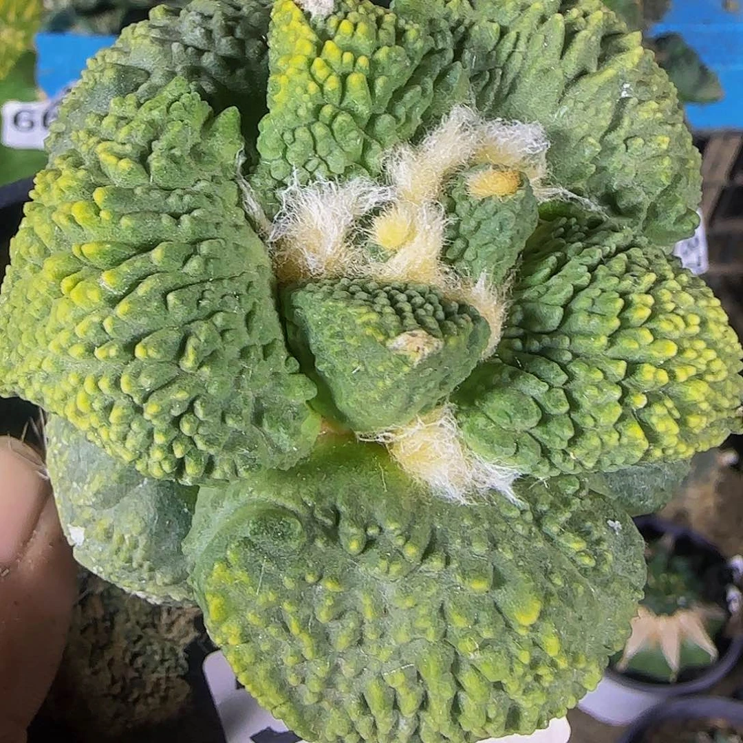 大尤怒锦301仙人球