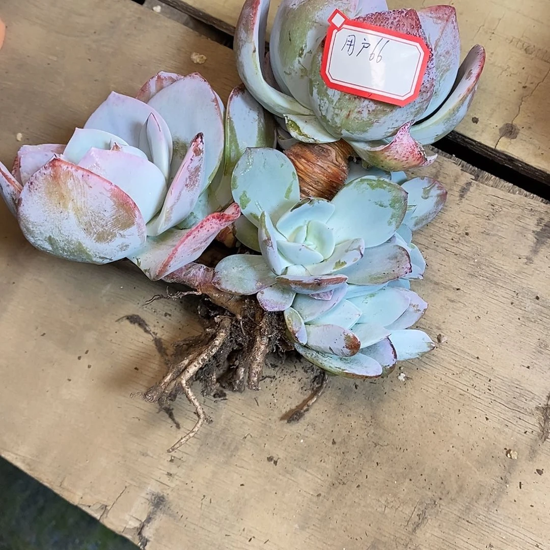 用****4一物一拍，奶茶多肉