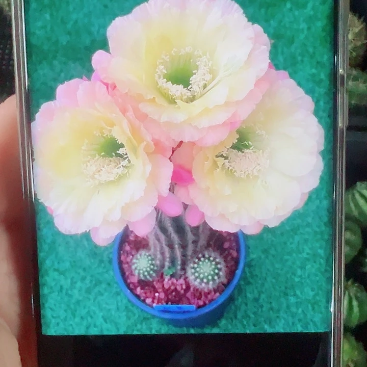 毛花柱初春侧芽一颗