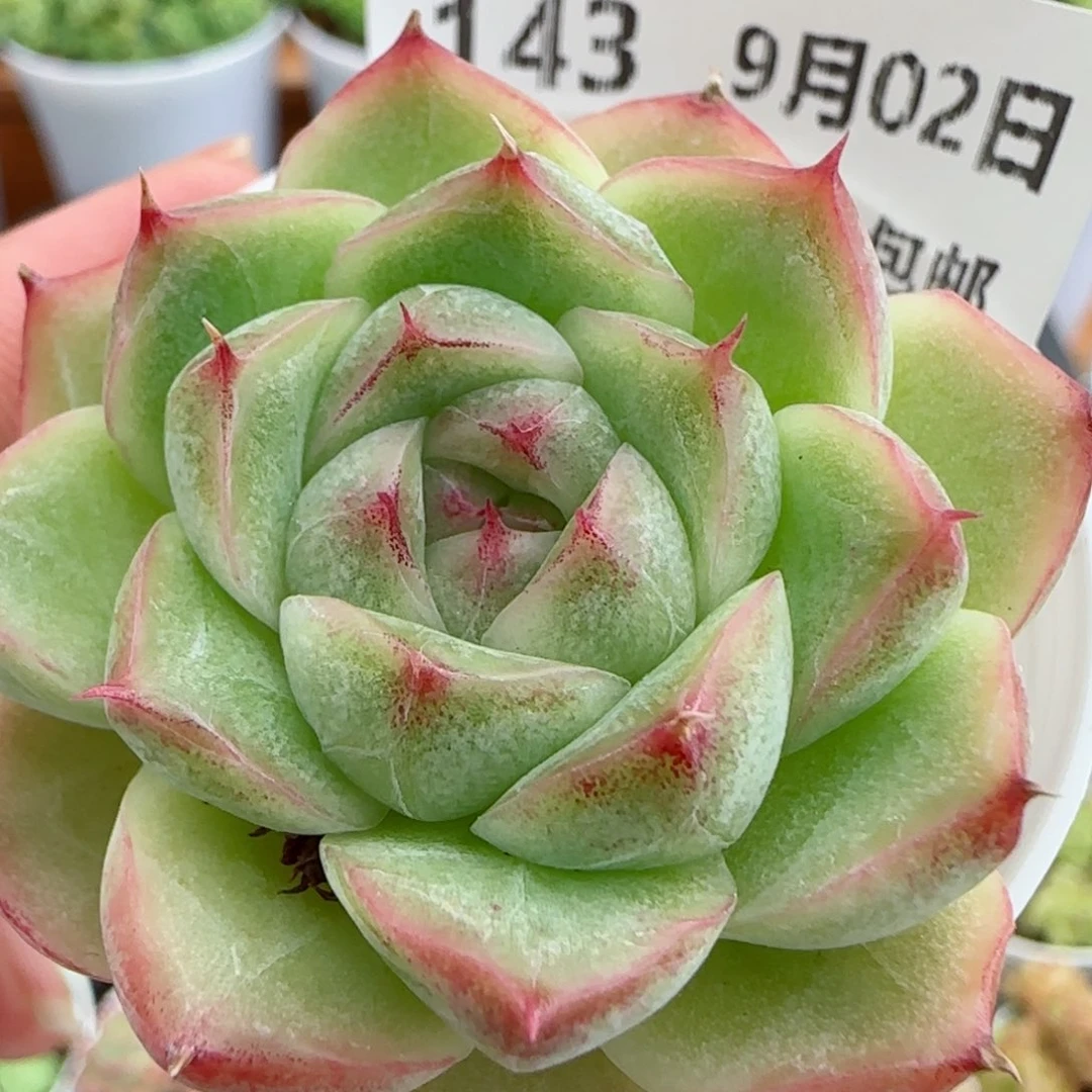 花语逸镜0902-143