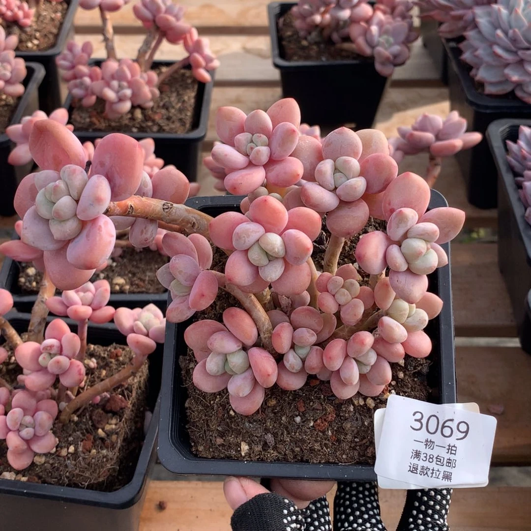 15厘米14头香水洛神3069